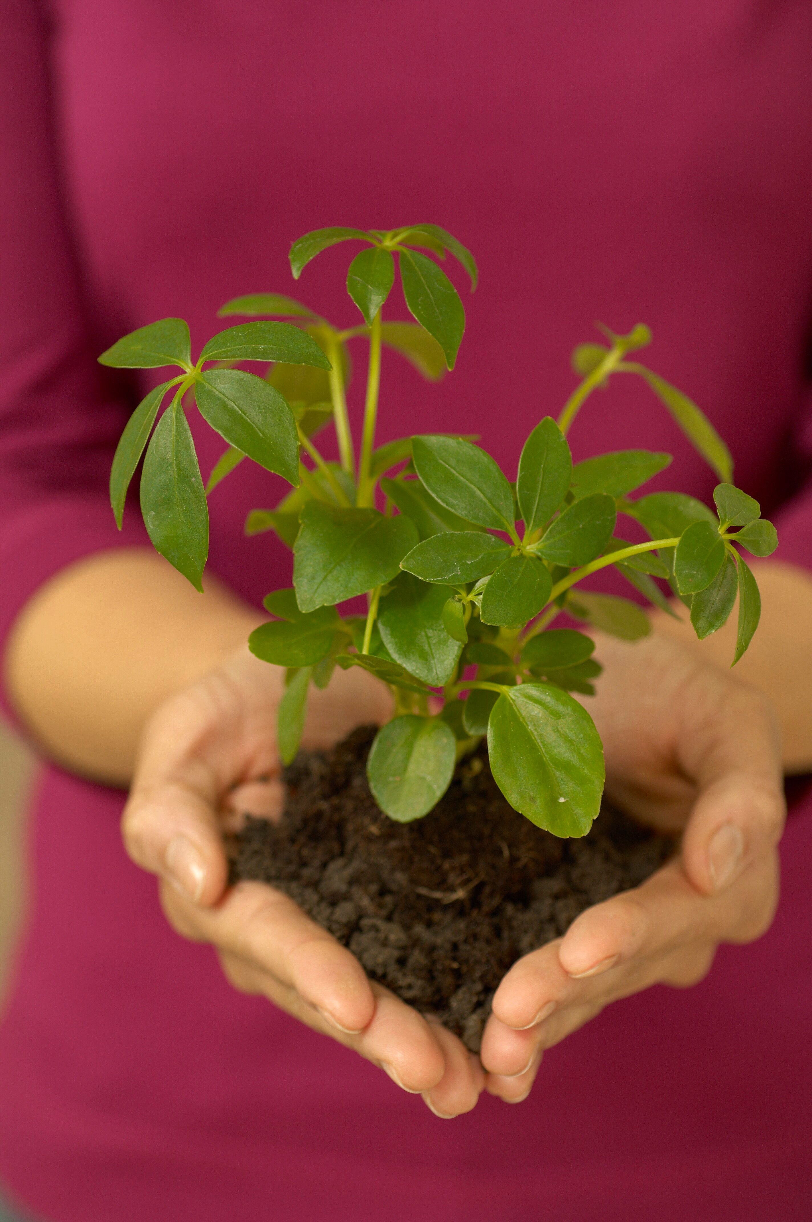 Hands holding a young plant as a symbol of responsible growth